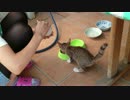 ぷちこ　餌あげ中　2013年8月