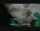 昨日保護した子猫なら俺の隣で寝てるよ
