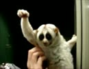 完全勝利したstarring淫夢くん　