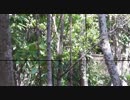 a.k.a PONS SNIPER Part20 キャロルフィールド遠征　沖縄サバゲー