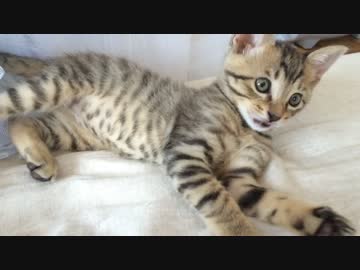子猫かみかみ