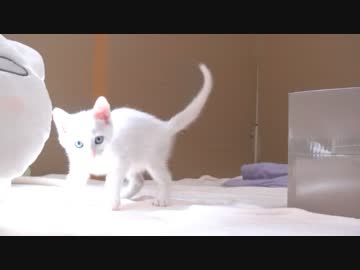 くるねこ大和　20140601　壁外の調査兵団2