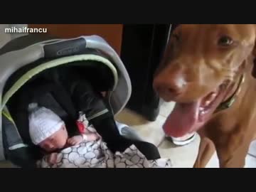 はじめて赤さんと会う犬と猫