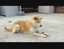 ボールで遊ぶ柴犬が最高にかわいい