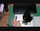 【生後43日】きょうの仔猫B【蒼民家の猫々】