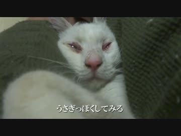 【ω】保護子猫、ニンゲンのωの上でωをグルーミングする