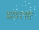 【誰得水槽14】我が家の水槽を報告する【3】