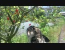 クリスの散歩を動画にしてみました！０１３