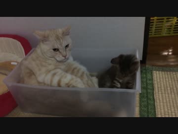 箱の中の子猫と猫