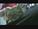 ねことウクレレ（2）