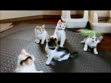 ちゃとらとはちわれ　2014遊ぶ子猫