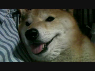 柴犬ジローの らぶ らぶ らぶ