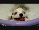 風呂に入ってる犬の顔が何か凄いことになってるんだが