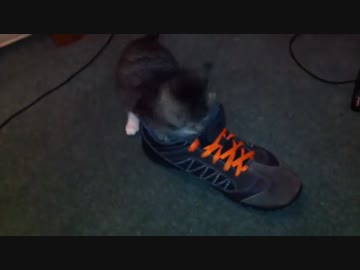 スリッパと戦う猫たちが可愛い