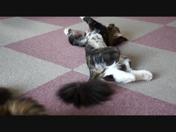 【#227】 みやびのねんざ　【猫万歳】