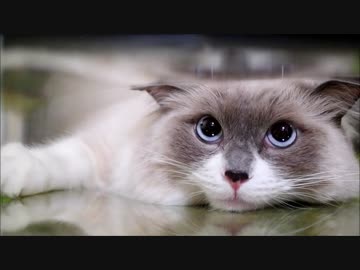 透明なシートだと落ち着いてしまう猫