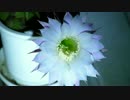 【サボテン】 NIGHT - BLOOMING CEREUS 【咲イタァヽ(´ー｀)ノ】