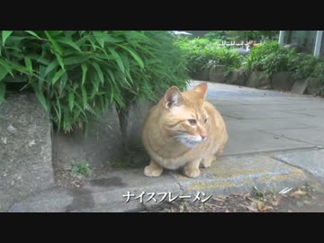 熟女猫のフェロモンに誘われた若猫、滾りを抑えきれず何処かへ走り出す