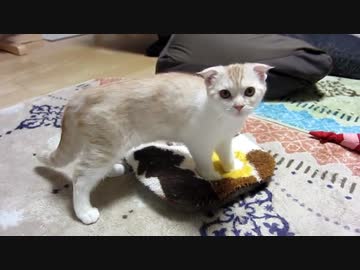 子猫大きくなりました