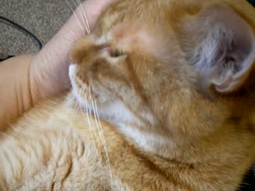 拾いねこ＠生後699/666日　明日でアコ生誕700日ですよ！