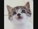 【仔猫】ドブちゃんをインカメで撮影してみた【最後何故か飛んだ】