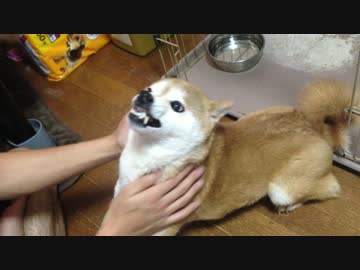 うちのシバイヌはドMかもしれない