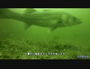 水中カメラ沈めてみた48　大阪岸和田貯木場の釣り 水中映像