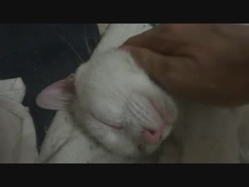 保護した子猫を半身マッサージで熟睡させてみた