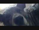 【秋田犬】海のシャンプーしますよー！　ロングver【海くん】