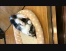 【激カワ注意】ヌコちゃん逝かないでぇっ～！！