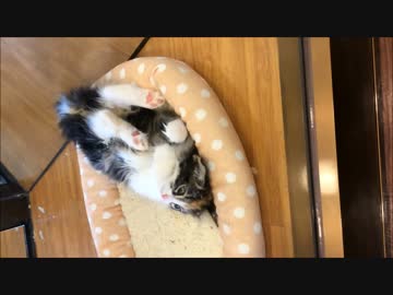 【激カワ注意】ヌコちゃん逝かないでぇっ～！！