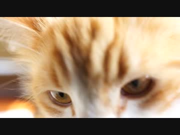 【#229】 1階で涼む　【猫万歳】