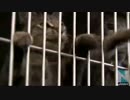 犬・猫「殺処分ゼロ」へ、環境省が初のアクションプラン