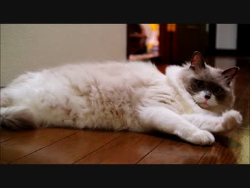 あそんでる途中で床のツルツルが気持ちよくなってしまう猫