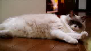 あそんでる途中で床のツルツルが気持ちよくなってしまう猫