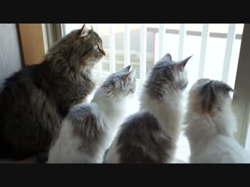 【#230】 さくら　【猫万歳】