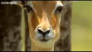 【BBC】Funny Talking Animals special best of!