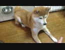 真剣なシバイヌ