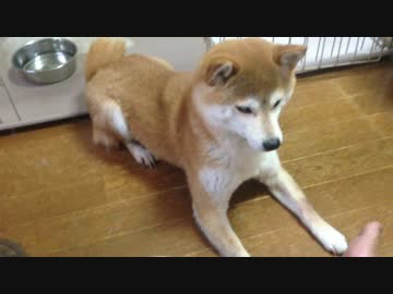 真剣なシバイヌ