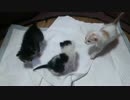 【保護猫】三粒【６日目】