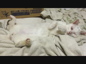 保護した子猫、野性を思い出すべくリハビリをする