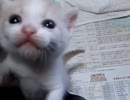 【保護猫】ほたる【三粒】