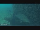 水中カメラ沈めてみた49　大型クエや石鯛！　浜吉丸で行く小浦一文字
