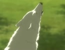 【MAD】Wolf's Rain