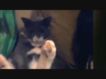 【爆笑】一人遊びが得意な猫