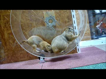 プレーリードッグの日常6月