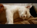 ひまをひたすらモフモフする動画