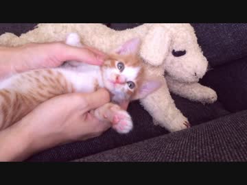 Kittens Every Day