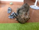 猫たちの昼稽古
