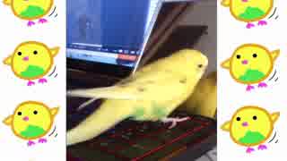 鏡と遊ぶセキセイインコ